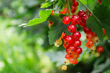 clusters of red currant on a branch. berries in the home garden. useful natural vitamins