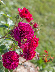 Blooming crimson English roses in the garden on a sunny day, roses for Valentine Day. Rose Tradescant
