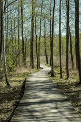 wooden footpath in the bog - vertical, mobile device ready image