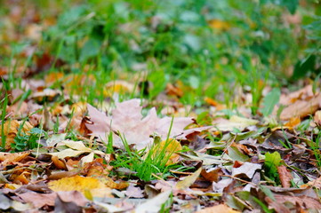 Sammer against autumn
