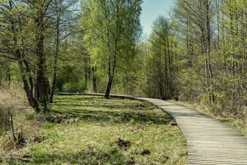 Fototapeta premium wooden footpath boardwalk in the bog swamp area