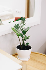 Plant as a decoration in interior design. Design of a living room or a hotel. Bright red armchair in the corner. ZZ plant or zamioculcas, low maintenance and easy to care for house plant