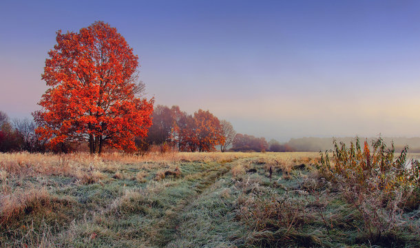 Autumn nature landscape. Colorful red foliage on branches of tree at meadow with hoarfrost on grass in the morning. Panoramic view on scenic nature at fall. Perfect morning at outdoor in november
