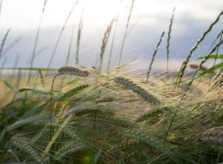 Filed of Corn