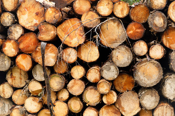 Mixed cut logs from a managed forest in north Wales 