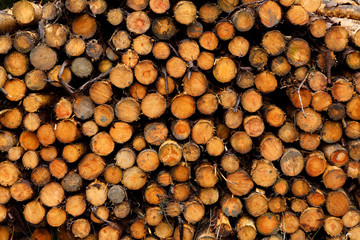 Cut logs from a managed forest in North Wales