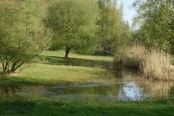 Fototapete neues Feuchtgebiet Naturschutzgebiet am Grote Beek im Achterhoek im Frühjahr © henkbouwers