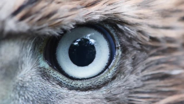 Eagle eye close-up, macro, eye of young Goshawk (Accipiter gentilis)
