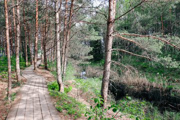 wooden footpath boardwalk in the bog swamp area