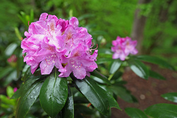 Rhododendron