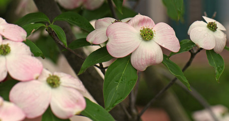 Obraz premium Blossoms