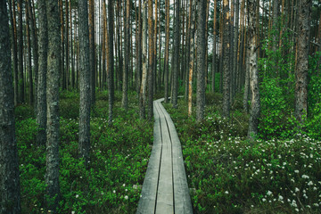 dark wooden footpath boardwalk in the bog swamp area