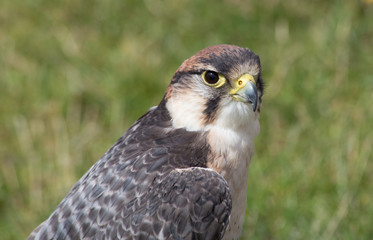 Portrait of a Hawk