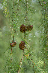 Fototapeta premium larch closeup