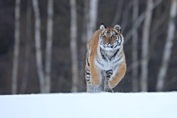 Siberian tiger in snow