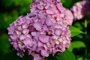 Hydrangea macrophylla  Early Sensations in a summer garden closeup.