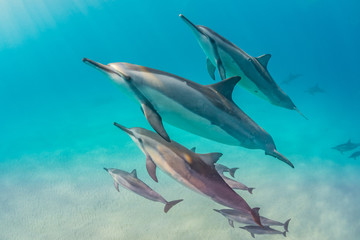 Dolphin pod in blue water