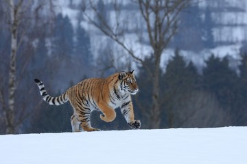 Fototapeta na wymiar Siberian tiger in snow
