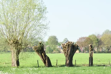 Fototapeten uitbottende en geknotte knotwilgen in een weiland bij de stadsrand van een stad in de Achterhoek in het voorjaar © henkbouwers