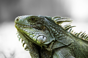 Iguana