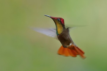 Hummingbird flying next to beautiful flower, Costa Rica. Wildlife scene from nature. Birdwatching in South America, Trinidad, Tobago.