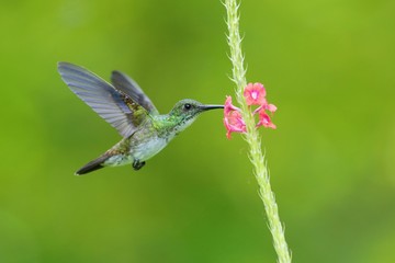 Hummingbird flying next to beautiful flower, Costa Rica. Wildlife scene from nature. Birdwatching in South America, Trinidad, Tobago.