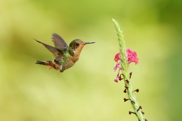 Hummingbird flying next to beautiful flower, Costa Rica. Wildlife scene from nature. Birdwatching in South America, Trinidad, Tobago.