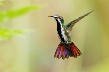 Hummingbird flying next to beautiful flower, Costa Rica. Wildlife scene from nature. Birdwatching in South America, Trinidad, Tobago.