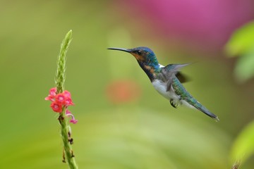 Fototapeta na wymiar Hummingbird flying next to beautiful flower, Costa Rica. Wildlife scene from nature. Birdwatching in South America, Trinidad, Tobago.