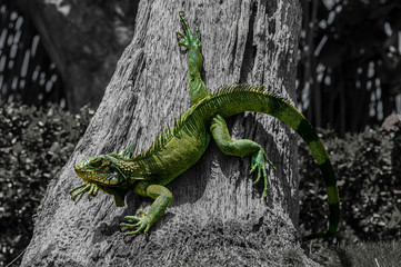 Fototapeta premium Iguana at tree