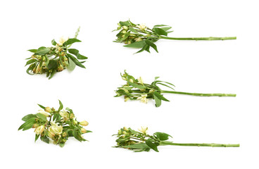 Green decorational flower isolated