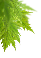 isolated image of leaves closeup