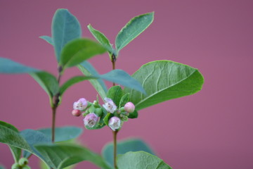 Roślina © Magdalena