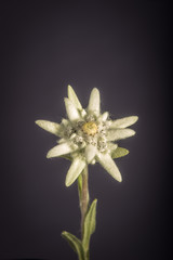 Edelweiss Flower on Dark Background - Isolated