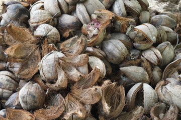 noix de coco
