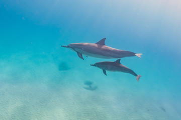 Obraz premium Dolphins swimming in clear blue water