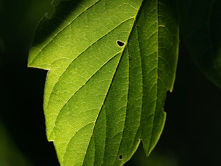 Green Leaf