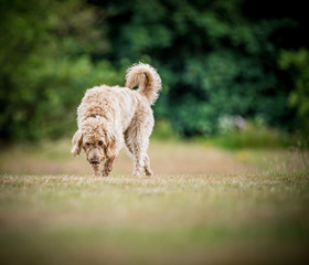 The Golden Labradoodle