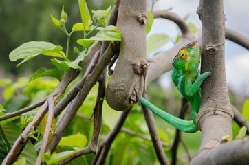 Leopard chameleon from Nosy Be (Madagascar) © Rafa
