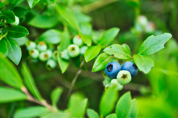 Obraz na płótnie Canvas Fresh Organic Blueberries on the bush. close up