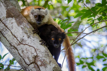 Black lemurs from Nosy Be (Madagascar)