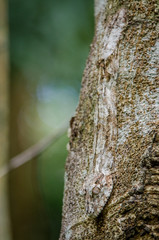 Tree gecko from Nosy Be (Madagascar)