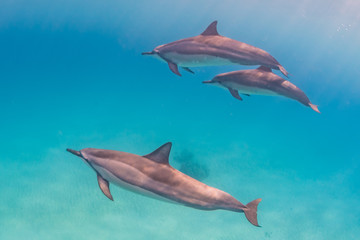 Fototapeta premium Dolphins swimming in clear blue water