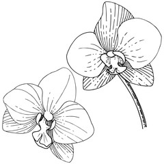 Fototapeta premium Orhid flower in a vector style isolated. Full name of the plant: orhid. Vector flower for background, texture, wrapper pattern, frame or border.