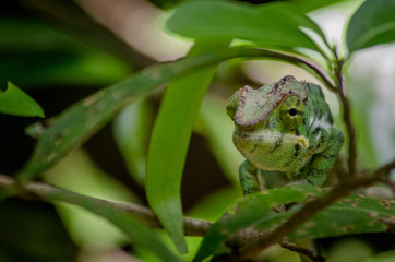 Leopard chameleon from Nosy Be Island (Madagascar) © Rafa