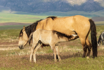 Obraz na płótnie Canvas Wild Horse Mare and Foal