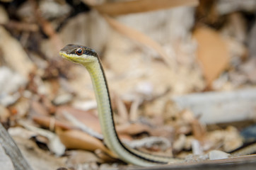 Madagascar snake from Nosy Be Island