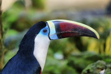Fototapeta premium Ramphastos tucanus in a zoo