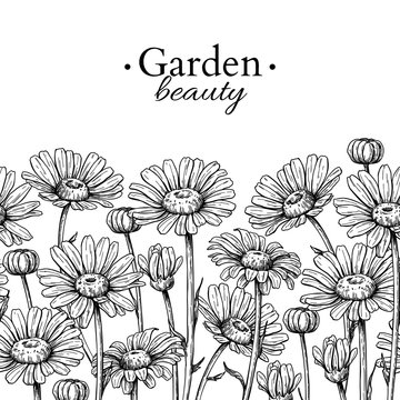 Daisy flower border drawing. Vector hand drawn engraved floral seamless pattern. Chamomile black