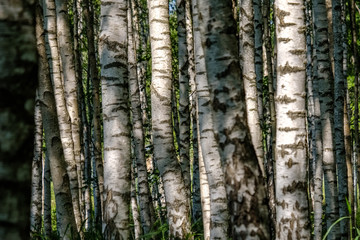 Fototapeta premium birch tree trunk texture